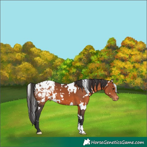 Horse Color:White Spotted Brown Blanket 