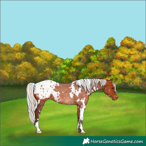 Horse Color:White Spotted Silver Brown Appaloosa 