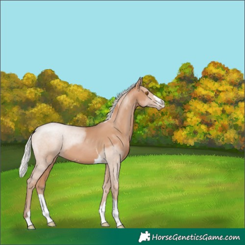 Horse Color:Silver Black Pearl 