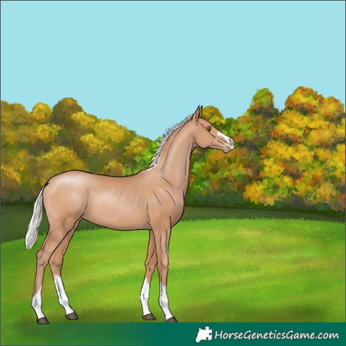 Horse Color:Silver Black Pearl 