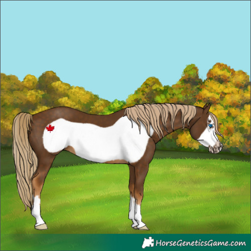 Horse Color:Chocolate Palomino Frame 