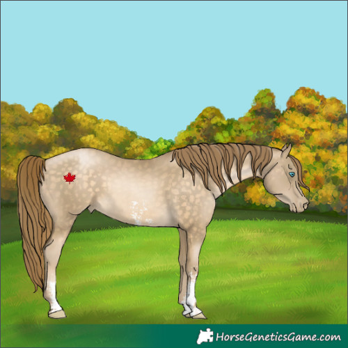 Horse Color:Buckskin Pearl Sabino 