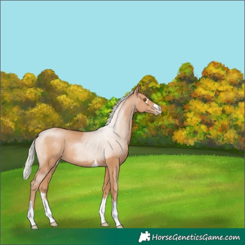 Horse Color:Silver Black Pearl 