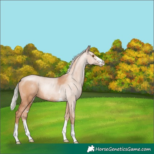 Horse Color:Silver Black Pearl Rabicano 