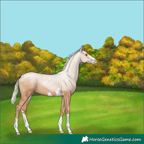 Horse Color:Silver Black Pearl 