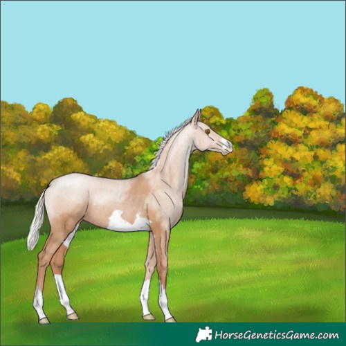 Horse Color:Silver Black Pearl Rabicano 