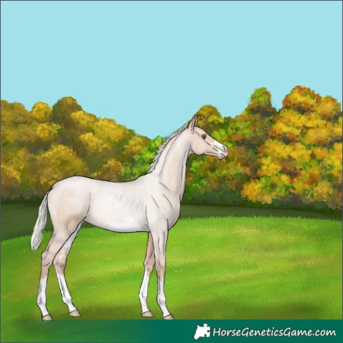 Horse Color:Silver Black Pearl Rabicano 