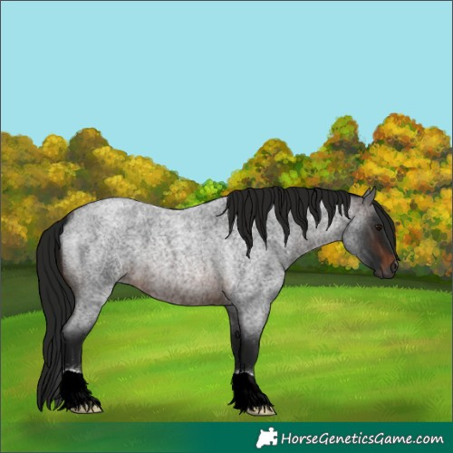 Horse Color:Gray Brown Roan 
