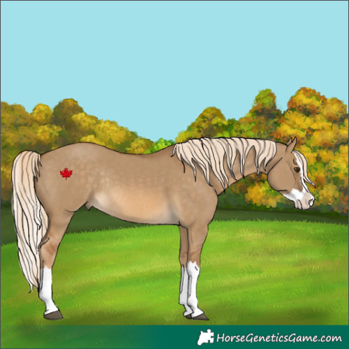 Horse Color:Chocolate Palomino Dun Splash Rabicano