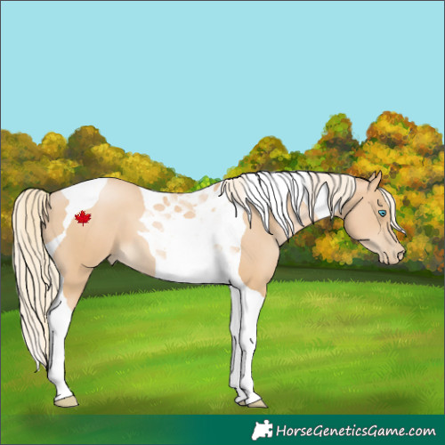 Horse Color:Palomino Pearl Tobiano 