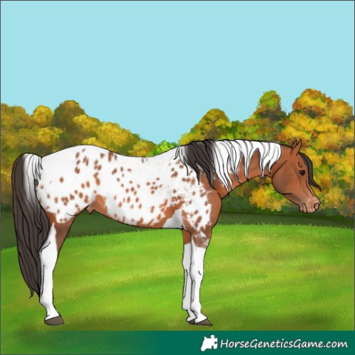 Horse Color:Bay Tobiano Near Leopard 