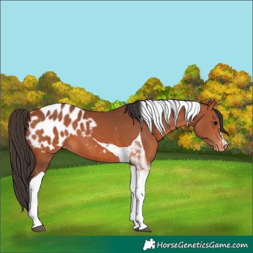 Horse Color:Bay Tobiano Blanket 