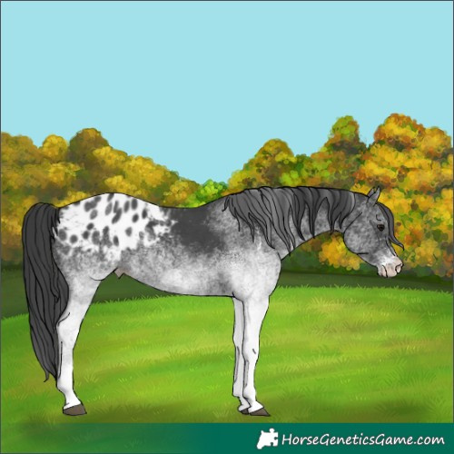 Horse Color:White Spotted Black Tobiano Appaloosa 