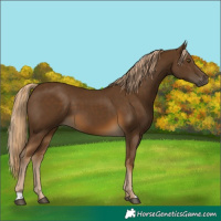 Horse Color:Chocolate Palomino 