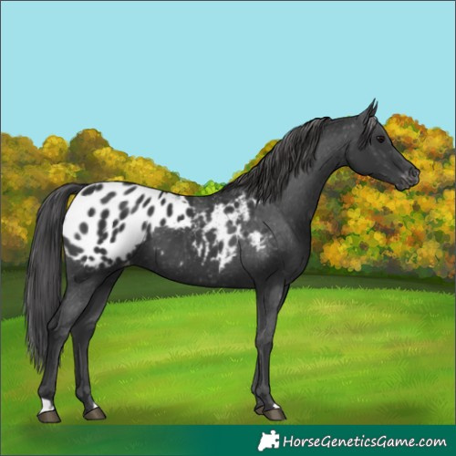 Horse Color:Black Appaloosa