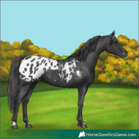 Horse Color:Black Appaloosa 