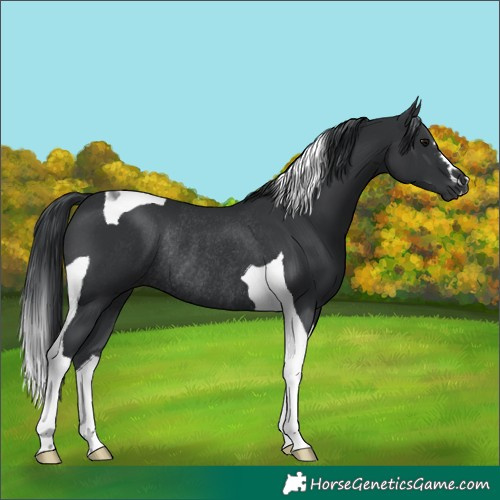 Horse Color:Black Tobiano Rabicano 