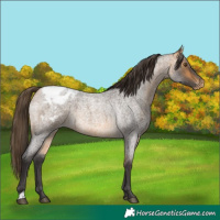 Horse Color:Buckskin Roan Appaloosa