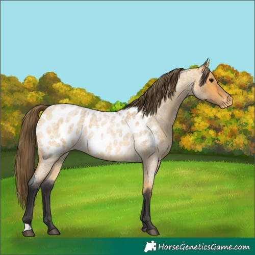Horse Color:Buckskin Roan Appaloosa 