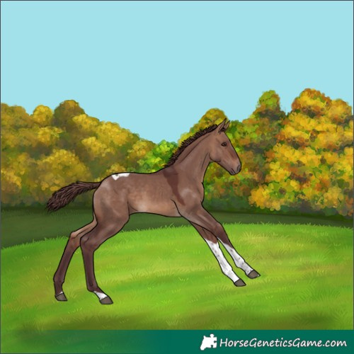 Horse Color:Chocolate Brown Dun Tobiano 