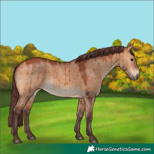 Horse Color:Chocolate Bay Dun Brindle 