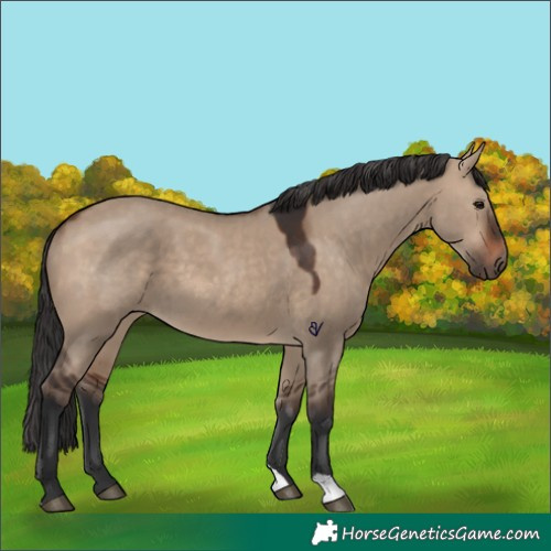 Horse Color:Brown Dun 