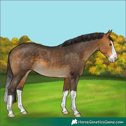 Horse Color:Buckskin Splash 