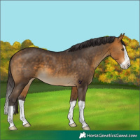 Horse Color:Buckskin Splash 