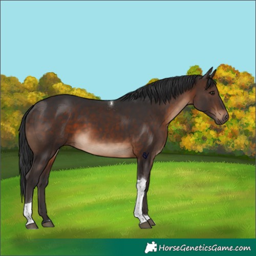 Horse Color:Brown Tobiano Rabicano 