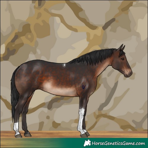 Horse Color:Brown Tobiano Rabicano 