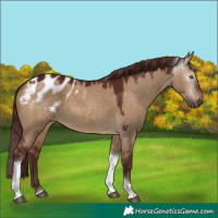 Horse Color:Gray Chocolate Bay Dun Tobiano Appaloosa
