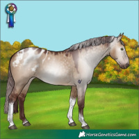 Horse Color:Gray Chocolate Bay Dun Tobiano Appaloosa 
