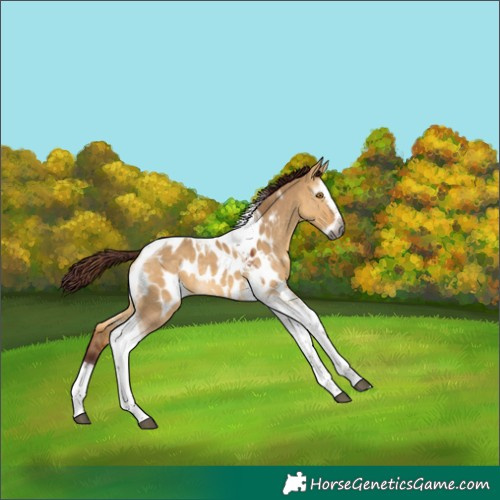 Horse Color:Gray Chocolate Buckskin Dun Splash Tobiano Appaloosa 