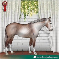 Horse Color:Gray Chocolate Brown Dun Splash