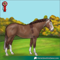 Horse Color:Gray Chocolate Brown Dun Splash 