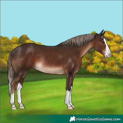 Horse Color:Liver Chestnut Splash Rabicano 