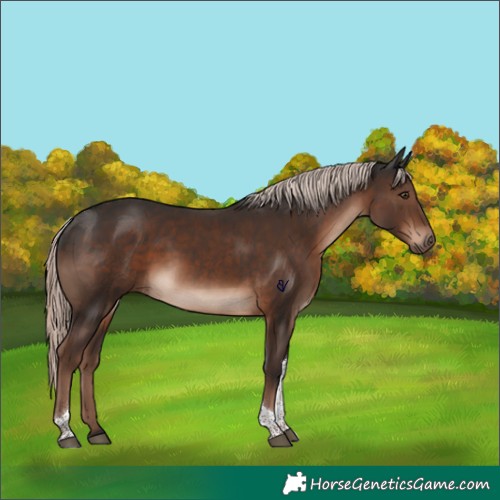 Horse Color:Liver Chestnut Mushroom Tobiano Rabicano 