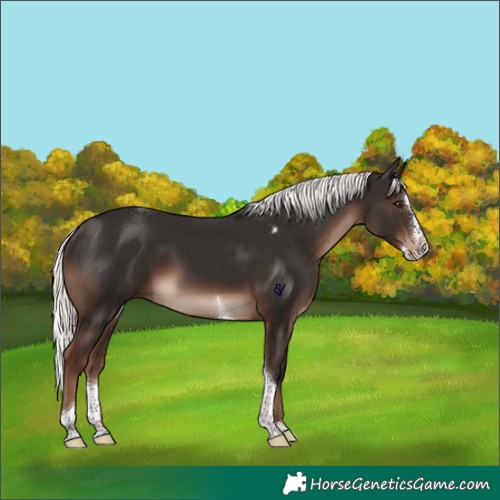 Horse Color:Liver Chestnut Mushroom Splash Tobiano Rabicano 