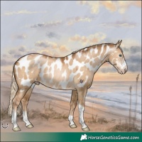 Horse Color:Gray Chocolate Palomino Pearl Dun Sabino Tobiano Near Leopard 