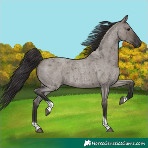 Horse Color:Smoky Grullo Roan Tobiano 
