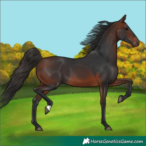 Horse Color:Bay 