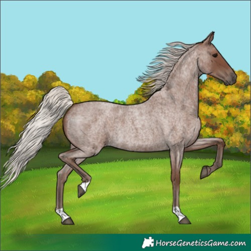 Horse Color:Silver Blue Roan 