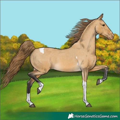 Horse Color:Buckskin Dun Tobiano Varnish 