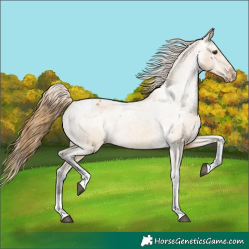 Horse Color:Buckskin Dun Tobiano Appaloosa 