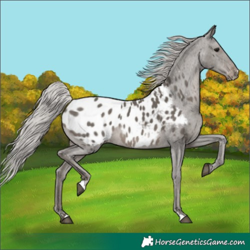 Horse Color:Silver Black Appaloosa 