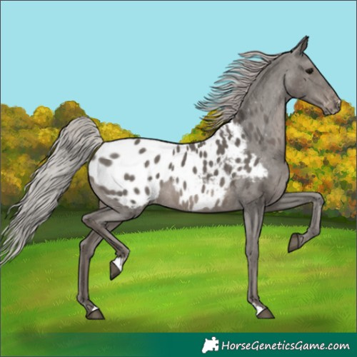 Horse Color:Silver Black Appaloosa 