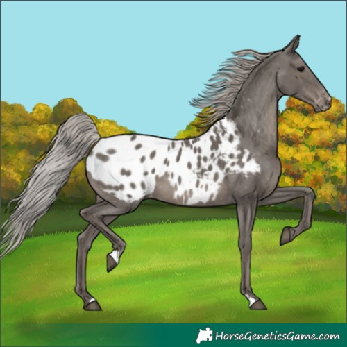 Horse Color:Silver Black Blanket 