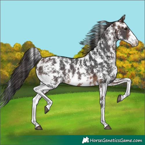 Horse Color:Brown Sabino 