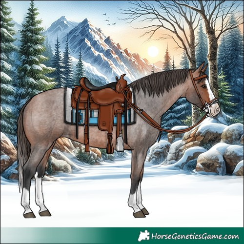 Horse Color:Bay Roan Splash Appaloosa