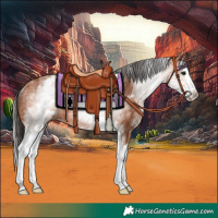 Horse Color:White Spotted Bay Splash Rabicano 